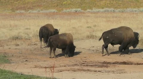 MVI 3413 Stock-Footage 11626641