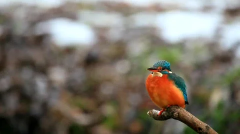 MVI 3578 Stock Footage 608246