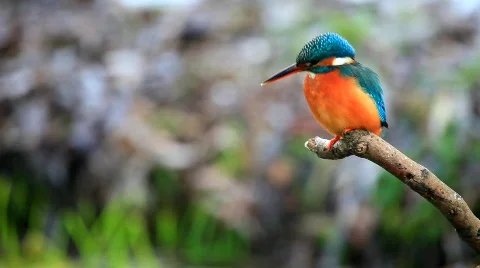 MVI 3579 Stock Footage 608242