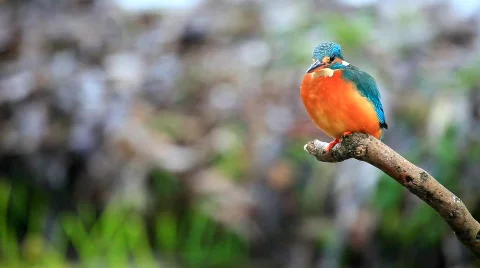 MVI 3584 Video stock 608240