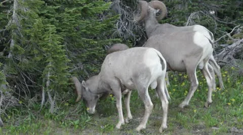 MVI 3649 Stock Footage 11626642