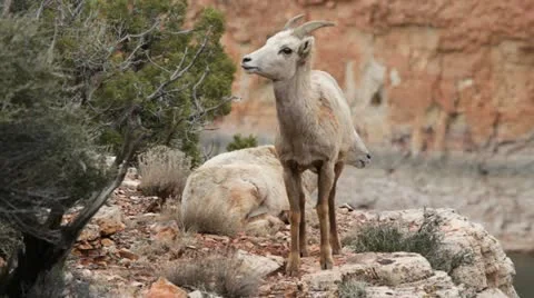 MVI 3673 Stock Footage 11626651