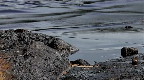 MVI 3772 库存影片 56021758