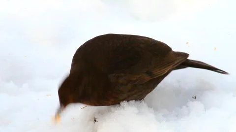 MVI 3963 Stock Footage 612446