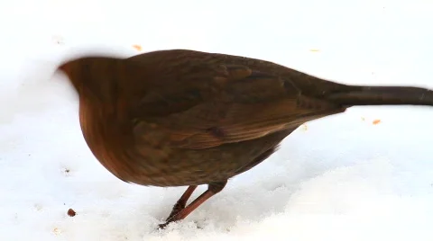 MVI 3964 Stock Footage 611220