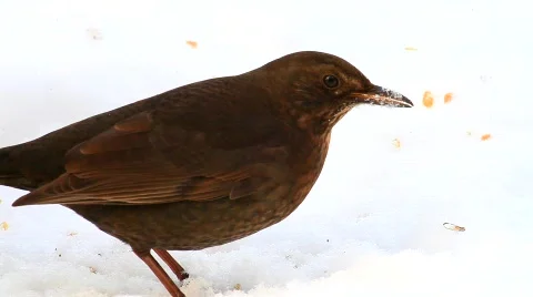 MVI 3965 Stock Footage 612416