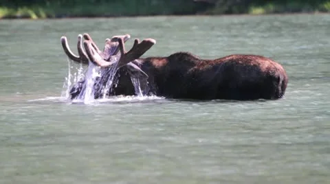 MVI 4013 Stock Footage 11626777