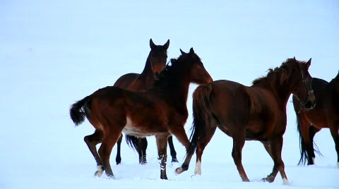 MVI 4083 Stock Footage 615679