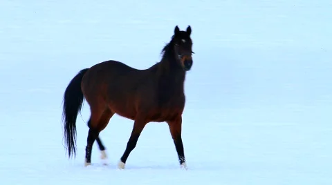 MVI 4163 Stock Footage 615951