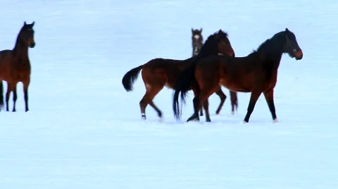 MVI 4164 Stock Footage 615880