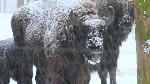 MVI 4179 Stock Footage 618959