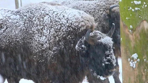 MVI 4180 Stock Footage 622210