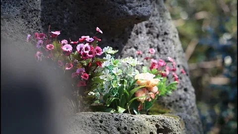 MVI 4187Jeju Dol Hareubang Holding Flowers in Its Arms Stock Footage 337098853