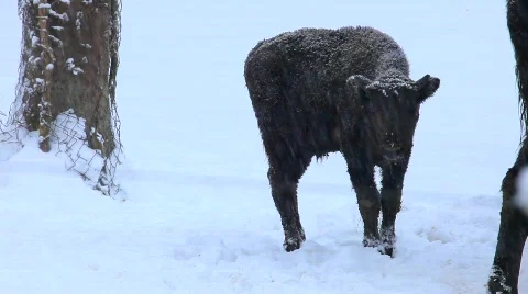 MVI 4189 Stock Footage 618974