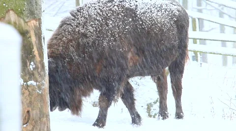 MVI 4208 Stock Footage 618970