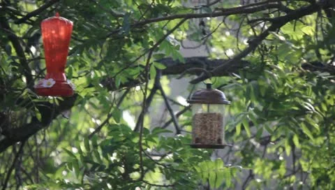 MVI 4219 Stock Footage 11364901