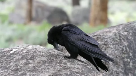 MVI 4243 Видео 11626782