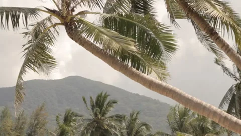 MVI 4259 Video stock 5029842