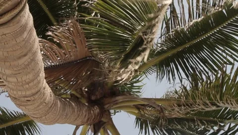 MVI 4260 Video stock 5030458