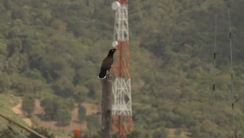 MVI 4262 Video stock 5030659