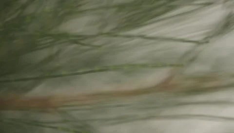 MVI 4276 Video stock 3961835