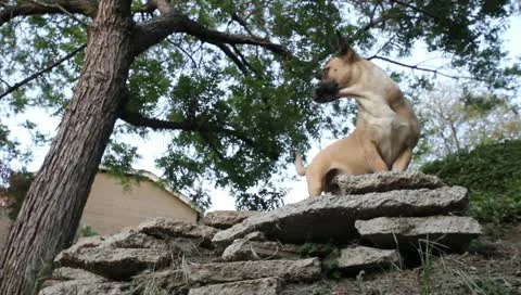 MVI 4286 Stock Footage 10906291