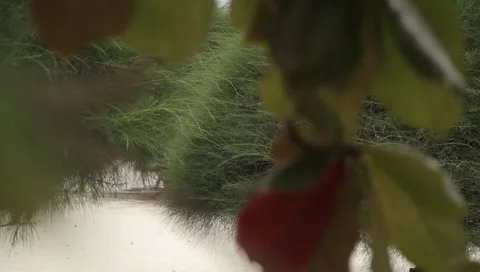 MVI 4292 Video stock 5033000