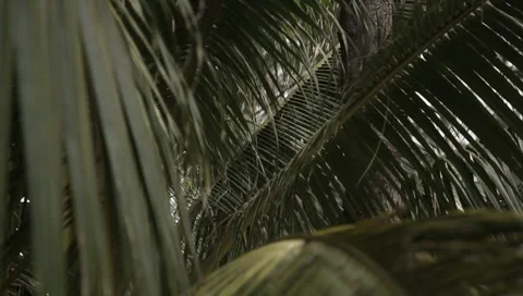 MVI 4295 Video stock 3950260