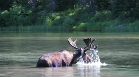 MVI 4324 Stock Footage 11626791