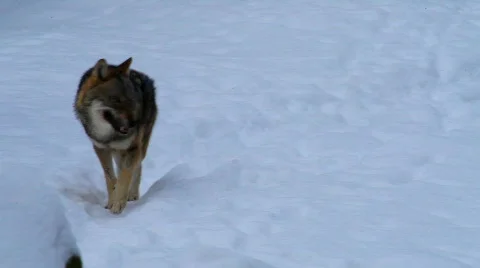 MVI 4331 Stock Footage 618964