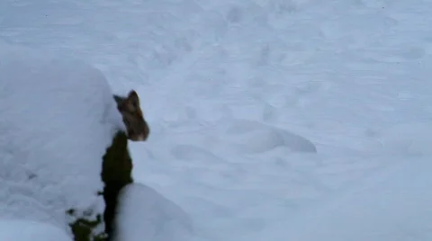 MVI 4332 Stock Footage 618943