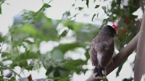 MVI 4334 Stock Footage 138756703