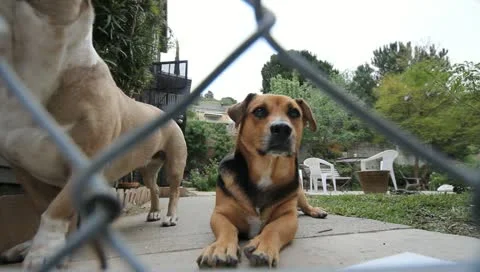 MVI 4344 Stock Footage 10906813