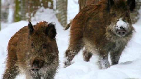 MVI 4451 Stock Footage 618948