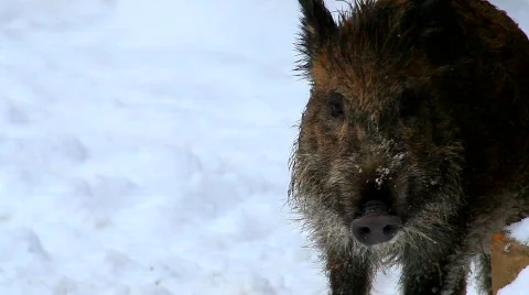 MVI 4452 Stock Footage 622056