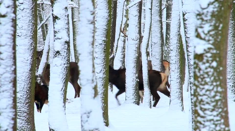 MVI 4458 Video stock 622131