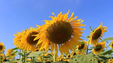 MVI 4459.1 Stock Footage 90770908