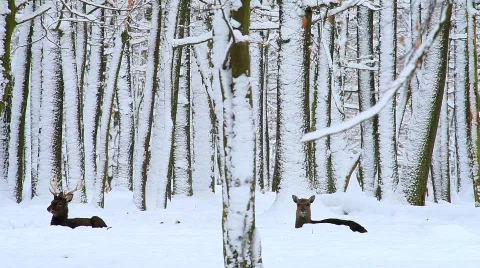 MVI 4460 Stock Footage 622098