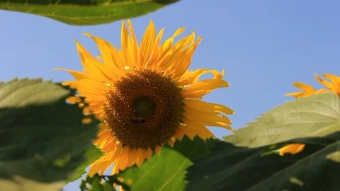 MVI 4464.1 Stock Footage 90770930