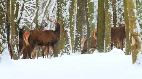 MVI 4473 Stock Footage 622305