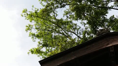 MVI 4481 Stock-Footage 11295794