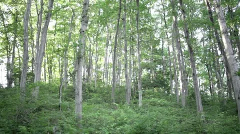 MVI 4493 Stock Footage 11295928