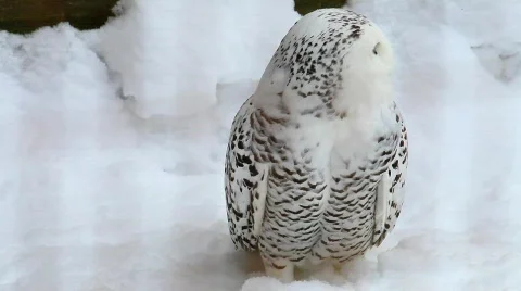 MVI 4494 Stock Footage 622083