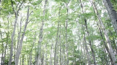 MVI 4494 Stock Footage 11295888