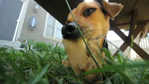 MVI 4543 Stock Footage 10905857