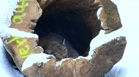 MVI 4554 Stock Footage 622262