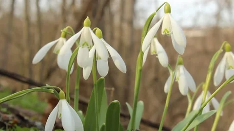 MVI 4554 動画素材 238723696