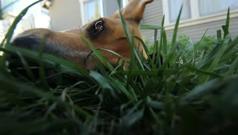 MVI 4564 Stock Footage 10906079