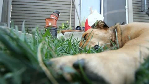 MVI 4567 Stock Footage 10906098