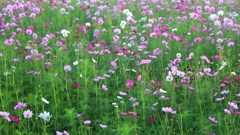 MVI 4569.1 Stock Footage 82711589